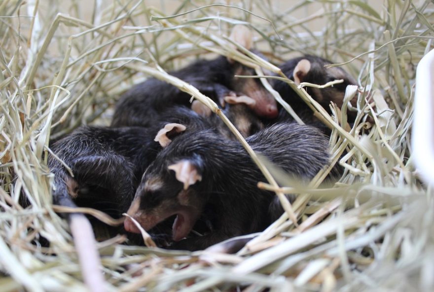 periodo-de-reproducao-aumenta-resgates-de-animais-pela-mata-ciliar-em-jundiai3A-numero-de-filhotes-acolhidos-cresce-1425