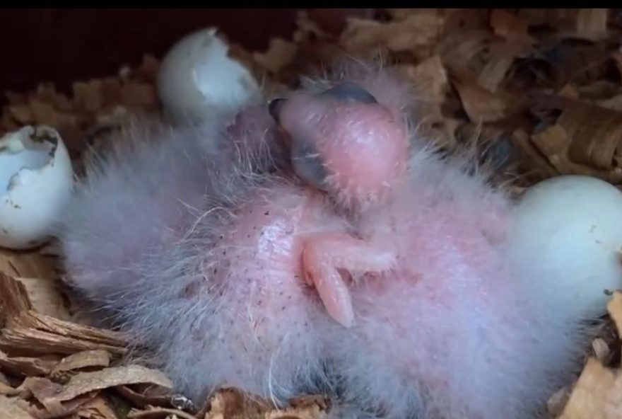 periquito-cara-suja-volta-a-nascer-em-liberdade-na-caatinga-apos-mais-de-um-seculo periquito-cara-suja-volta-a-nascer-em-liberdade-na-caatinga-apos-mais-de-um-seculo