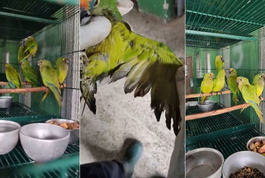periquitos-sobreviventes-de-queda-de-arvore-vao-para-abrigo-de-animais-apos-resgate