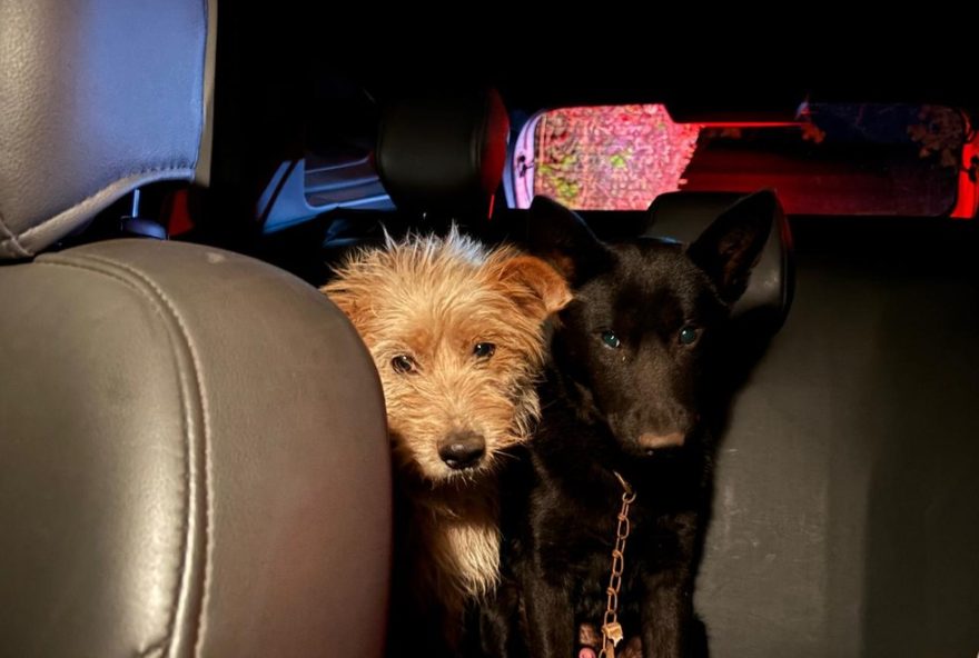 perita-resgata-cachorros-e-gato-apos-acidente-no-parana3A-solidariedade-em-meio-a-tragedia