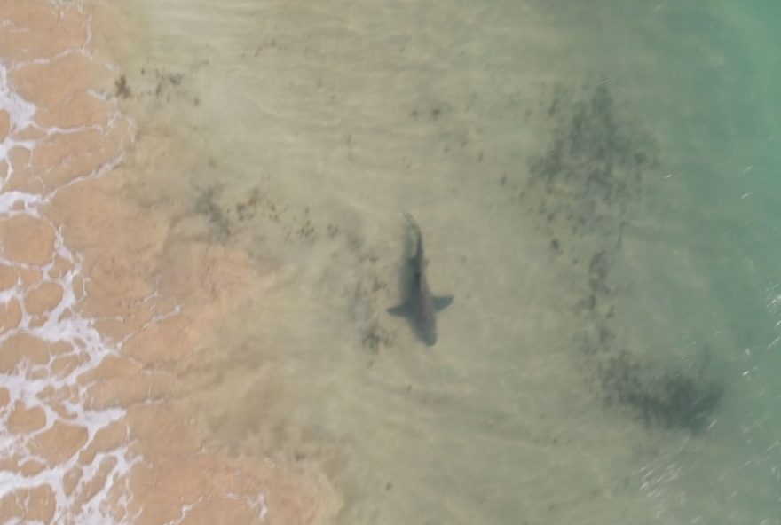 pernambuco-lanca-edital-para-monitorar-tubaroes-apos-11-anos3A-entenda-o-projeto-e-seus-objetivos pernambuco-lanca-edital-para-monitorar-tubaroes-apos-11-anos3A-entenda-o-projeto-e-seus-objetivos