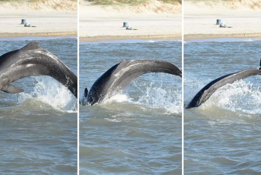 pesca-colaborativa-entre-pescadores-e-botos-em-tramandai3A-uma-tradicao-centenaria-reconhecida pesca-colaborativa-entre-pescadores-e-botos-em-tramandai3A-uma-tradicao-centenaria-reconhecida