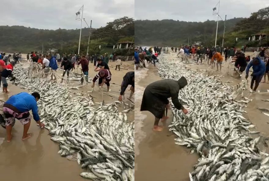 pesca-de-anchova-movimenta-praia-de-cima-em-palhoca2C-sc3A-tradicao-e-importancia-economica-na-regiao