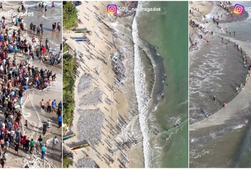 pesca-de-tainhas-em-palhoca2C-sc2C-cobre-faixa-de-areia-em-impressionante-espetaculo3B-video