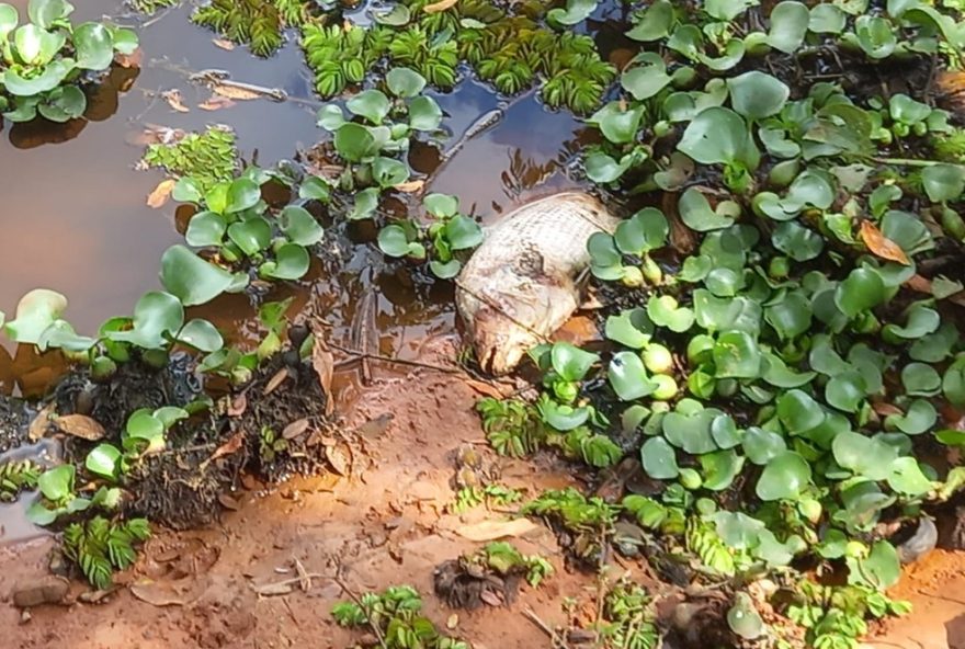 pesca-ilegal-com-estilingue-ameaca-vida-dos-peixes-no-lago-vilela2C-em-aguas-da-prata-sp pesca-ilegal-com-estilingue-ameaca-vida-dos-peixes-no-lago-vilela2C-em-aguas-da-prata-sp