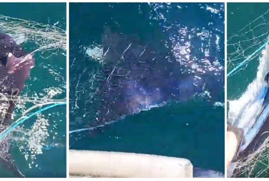 pescador-devolve-raia-manta-de-80kg-em-copacabana3A-patrimonio-vivo-dos-mares0A pescador-devolve-raia-manta-de-80kg-em-copacabana3A-patrimonio-vivo-dos-mares0A