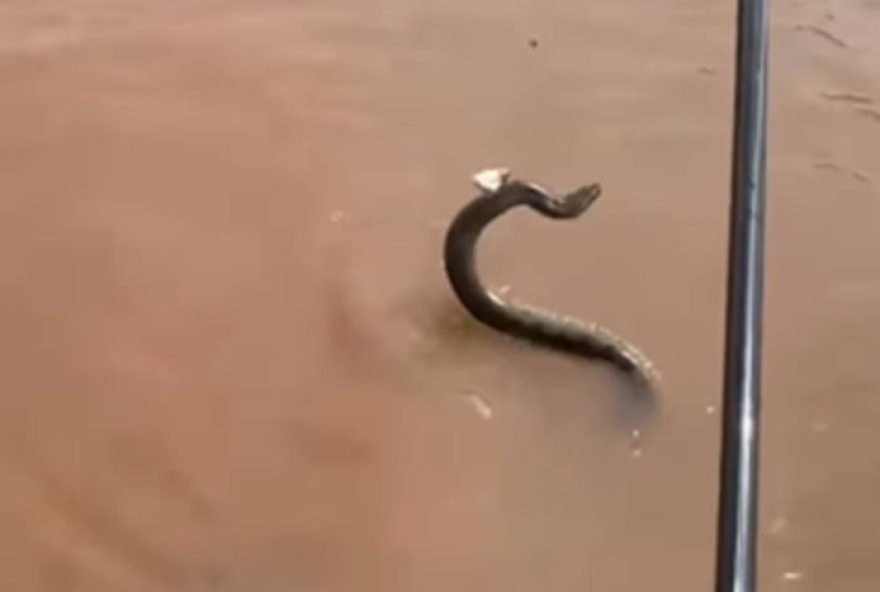 pescador-fisga-cobra-por-engano-em-rio-araguaia3A-video-viraliza-nas-redes-sociais