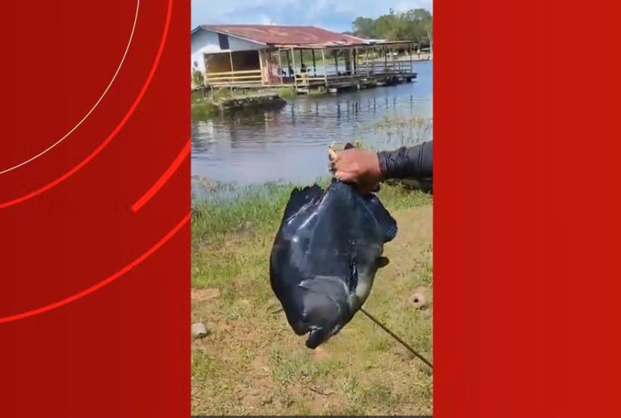 pescador-registra-captura-de-piranha-preta-gigante-no-amazonas pescador-registra-captura-de-piranha-preta-gigante-no-amazonas