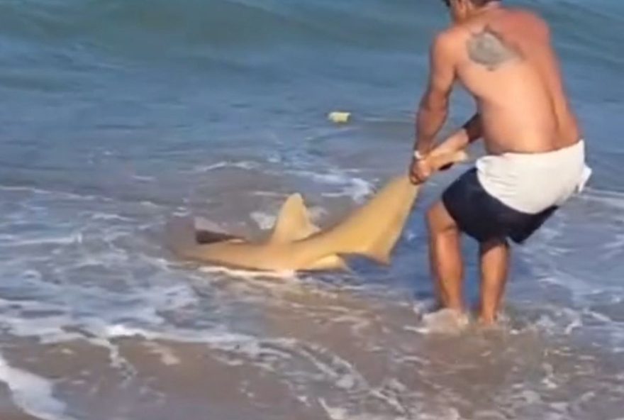 pescador-salva-tubarao-lixa-preso-em-anzol-em-pernambuco3A-video-mostra-resgate-e-devolucao-segura-ao-mar pescador-salva-tubarao-lixa-preso-em-anzol-em-pernambuco3A-video-mostra-resgate-e-devolucao-segura-ao-mar