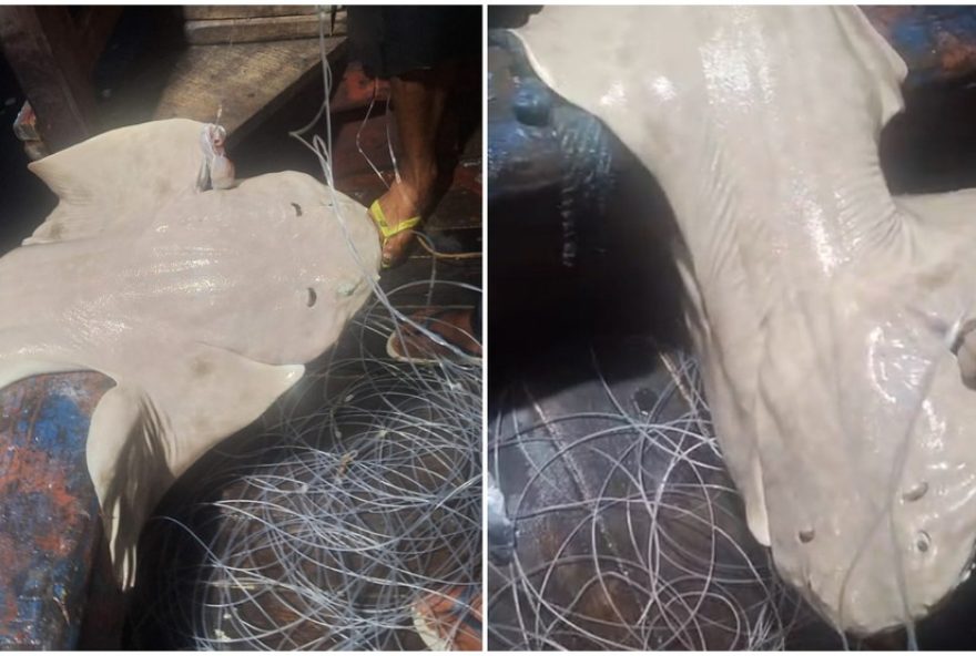 pescadores-encontram-tubarao-anjo-raro-no-ceara3A-avistamento-inedito-no-litoral-em-2024