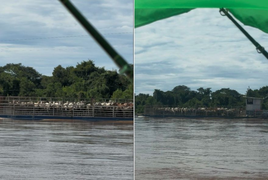 pescadores-impressionados3A-balsa-cheia-de-gado-no-rio-araguaia