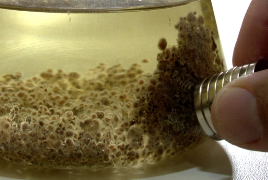 pesquisa-inovadora3A-fungo-magnetico-da-uem-para-poluentes-na-agua