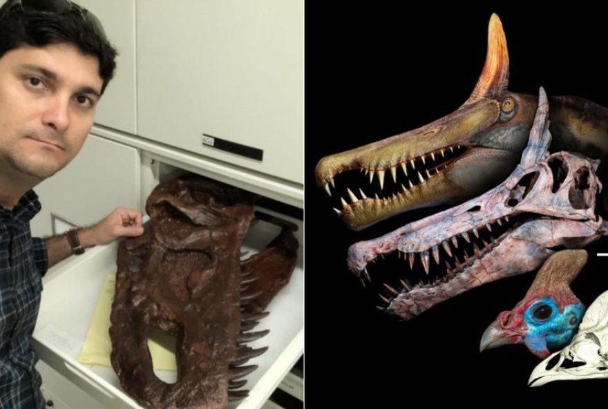 pesquisador-do-ifma-descobre-nova-especie-de-dinossauro-no-saara3A-unico-brasileiro-no-grupo-de-cientistas-internacionais pesquisador-do-ifma-descobre-nova-especie-de-dinossauro-no-saara3A-unico-brasileiro-no-grupo-de-cientistas-internacionais