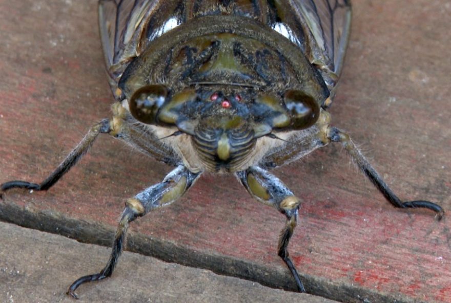 pesquisadores-de-mg-usam-tecnologia-para-controlar-cigarras-e-transforma-las-em-farinha-rica-em-proteina