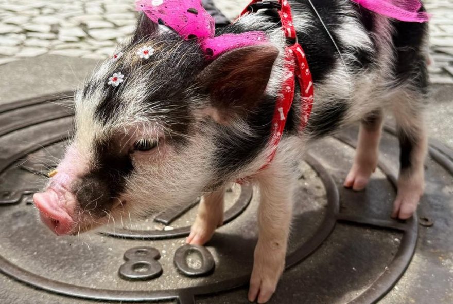 pets-fantasiados-roubam-a-cena-na-zombie-walk-de-curitiba3A-veja-as-fotos pets-fantasiados-roubam-a-cena-na-zombie-walk-de-curitiba3A-veja-as-fotos