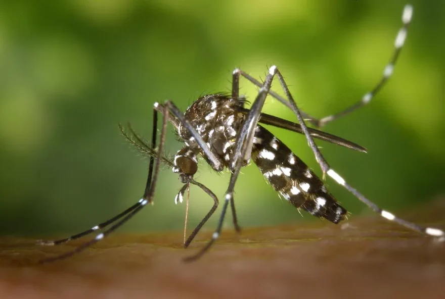 Doença é transmitida pelo mosquito Aedes Aegypti. (Foto: Reprodução/G1)