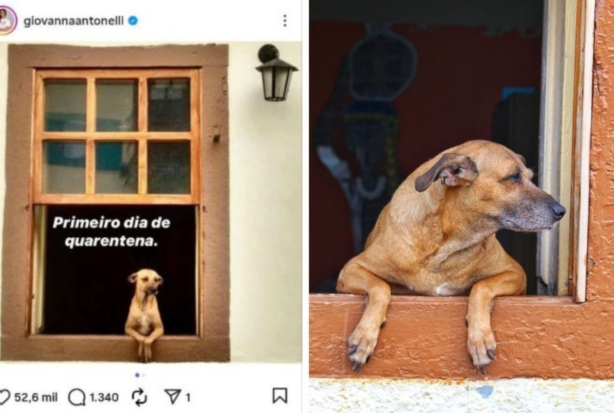 picuxo2C-o-cachorro-caramelo-de-goias3A-conheca-a-historia-por-tras-da-foto-viral-que-conquistou-o-mundo