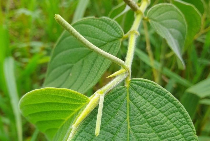 pimenta-de-macaco3A-aliada-para-saude-feminina-e-combate-a-dengue.-fiocruz-revela-propriedades-medicinais-dessa-planta-nativa pimenta-de-macaco3A-aliada-para-saude-feminina-e-combate-a-dengue.-fiocruz-revela-propriedades-medicinais-dessa-planta-nativa
