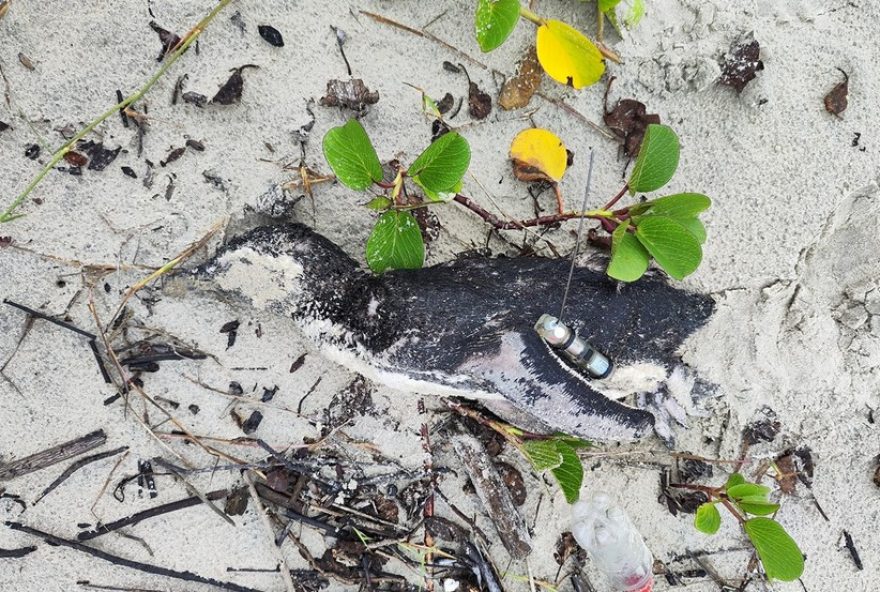 pinguim-com-rastreador-encontrado-morto-em-sc-apos-encalhar-duas-vezes3A-triste-desfecho-de-uma-jornada-marcada-por-desafios
