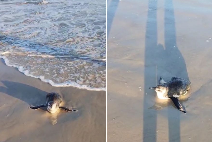 pinguim-de-magalhaes-e-resgatado-em-guaruja3B-assista-video-do-resgate