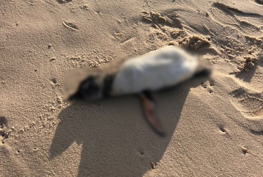 pinguins-encontrados-mortos-em-praias-do-rio-de-janeiro-geram-preocupacao-na-comunidade3A-e-hora-de-agir-pela-preservacao-ambiental