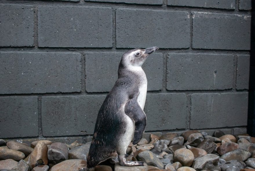 pinguins-encontrados-mortos-no-litoral-norte-de-sp3A-saiba-os-motivos
