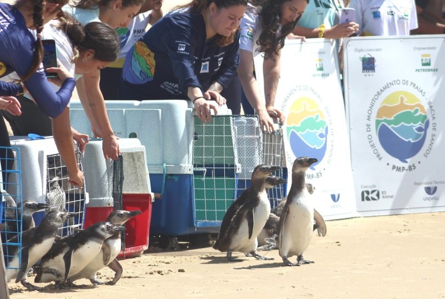 pinguins-reaparecem-na-praia-da-sc-apos-tratamento2C-trajetoria-monitorada3B-video