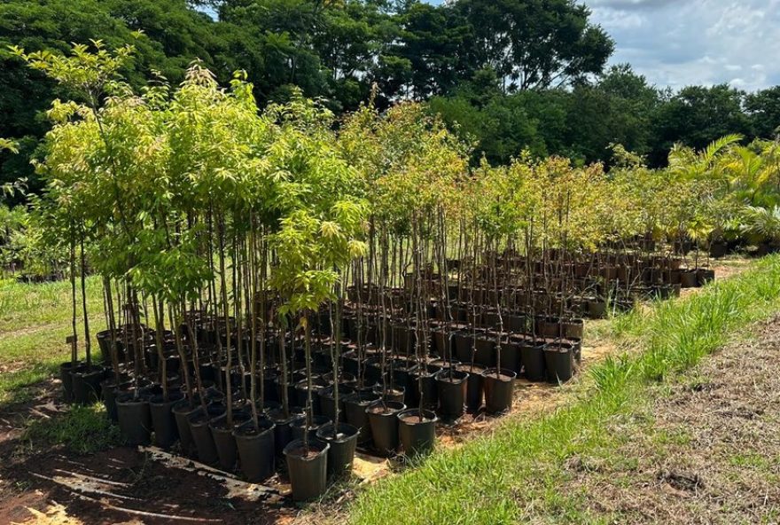 piracicaba-produzira-25-mil-mudas-por-ano-para-reflorestar-matas-ciliares-da-regiao-em-acordo-com-consorcio-pcj