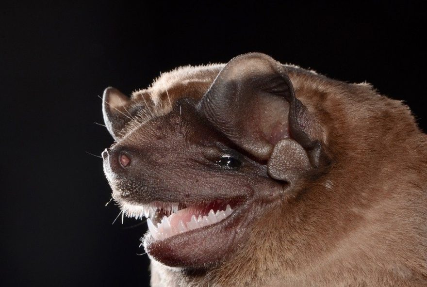 piracicaba3A-1deg-caso-de-raiva-em-morcego-em-20263B-bairros-mais-afetados.-acoes-de-bloqueio-e-orientacao-ja-iniciadas piracicaba3A-1deg-caso-de-raiva-em-morcego-em-20263B-bairros-mais-afetados.-acoes-de-bloqueio-e-orientacao-ja-iniciadas