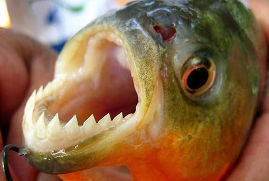 Piranhas foram encontradas nas ruas em Porto Alegre após enchentes no RS