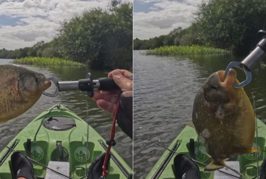 piranhas-amarelas-invadem-rios-de-pelotas2C-no-sul-do-rs piranhas-amarelas-invadem-rios-de-pelotas2C-no-sul-do-rs