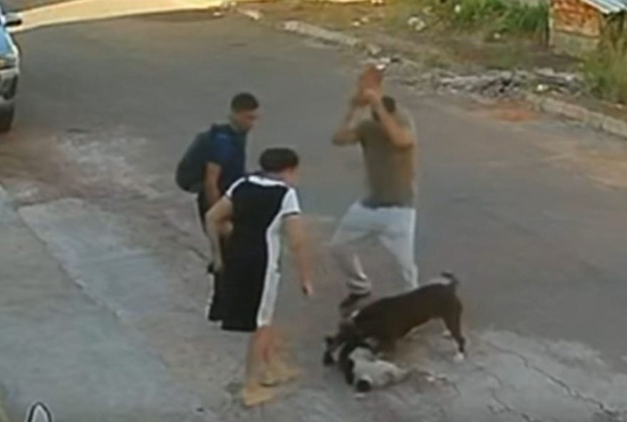 pit-bull-ataca-cachorro-em-rua-de-goiania3A-vizinhos-alertam-sobre-perigos-na-regiao