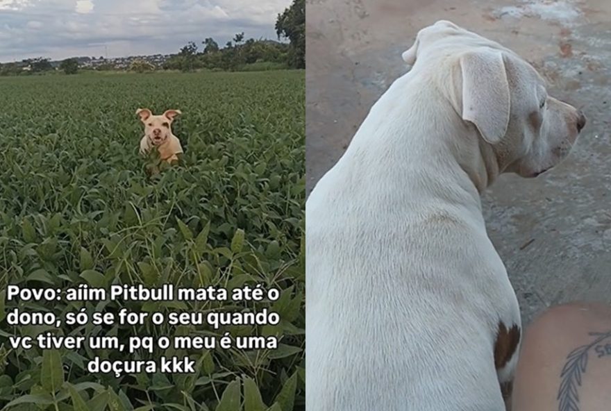 pit-bull-diverte-a-internet-pulando-em-plantacao-para-acompanhar-dono pit-bull-diverte-a-internet-pulando-em-plantacao-para-acompanhar-dono