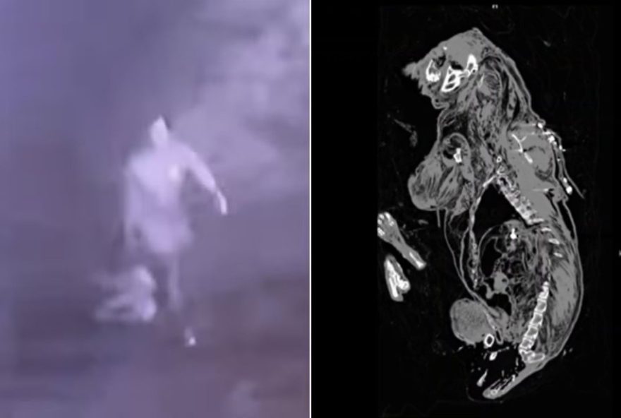 pit-bull-morto-com-tiro-em-mineiros3A-suspeito-e-investigado-em-goiania0A0A pit-bull-morto-com-tiro-em-mineiros3A-suspeito-e-investigado-em-goiania0A0A