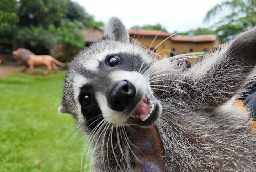 pitangueiras2C-sp2C-celebra-nascimento-raro-de-guaxinim-norte-americano-no-brasil-no-zoologico-sonho-de-crianca pitangueiras2C-sp2C-celebra-nascimento-raro-de-guaxinim-norte-americano-no-brasil-no-zoologico-sonho-de-crianca