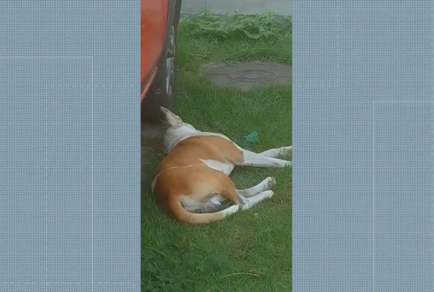 pitbull-agressivo-capturado-apos-atacar-moradores-de-condominio3A-saiba-mais