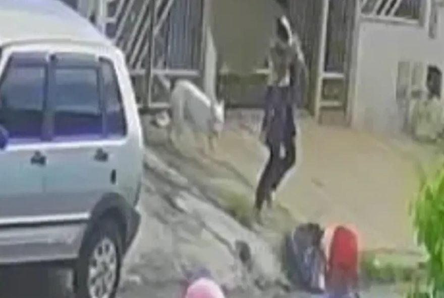 pitbull-ataca-crianca-de-dois-anos-em-goiania