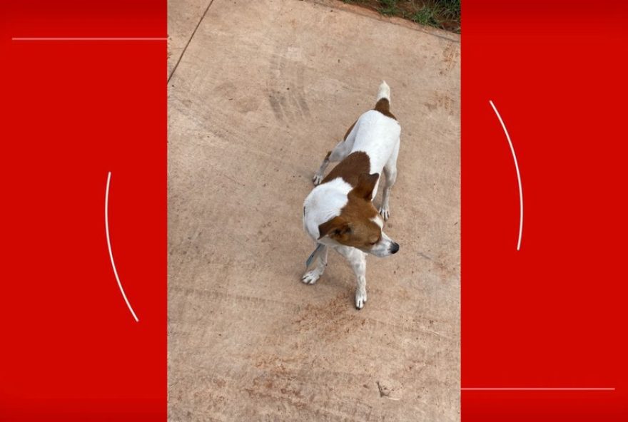 pitbull-ataca-e-mata-cachorro-no-riacho-fundo2C-df3A-caso-registrado-na-policia.-moradores-relatam-recorrencia