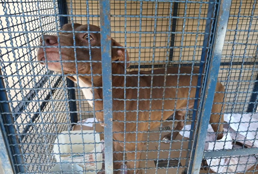 pitbull-invade-escola-na-zona-oeste-do-rio-em-video3B-6-criancas-atacadas