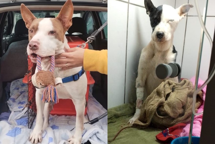 pitbull-lucifer-doa-sangue-para-salvar-vida-de-cachorra-em-sc3A-esperanca-encontrada-no-abrigo-de-blumenau