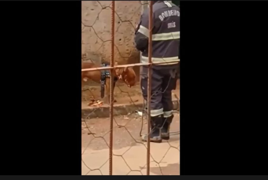 Bombeiros resgataram o animal, que estava ferido. (Foto: Reprodução de vídeo/Corpo de Bombeiros)