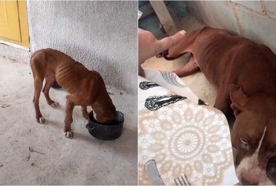 pitbull-resgatada-ferida-e-desnutrida-em-pouso-alegre3A-animal-internado-se-recupera