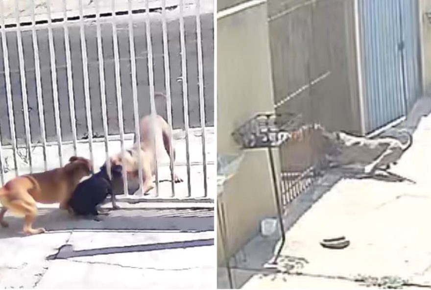 pitbull-solto-ataca-tres-cachorros-no-boa-vista2C-em-ponta-grossa3A-tutor-preso-em-flagrante pitbull-solto-ataca-tres-cachorros-no-boa-vista2C-em-ponta-grossa3A-tutor-preso-em-flagrante