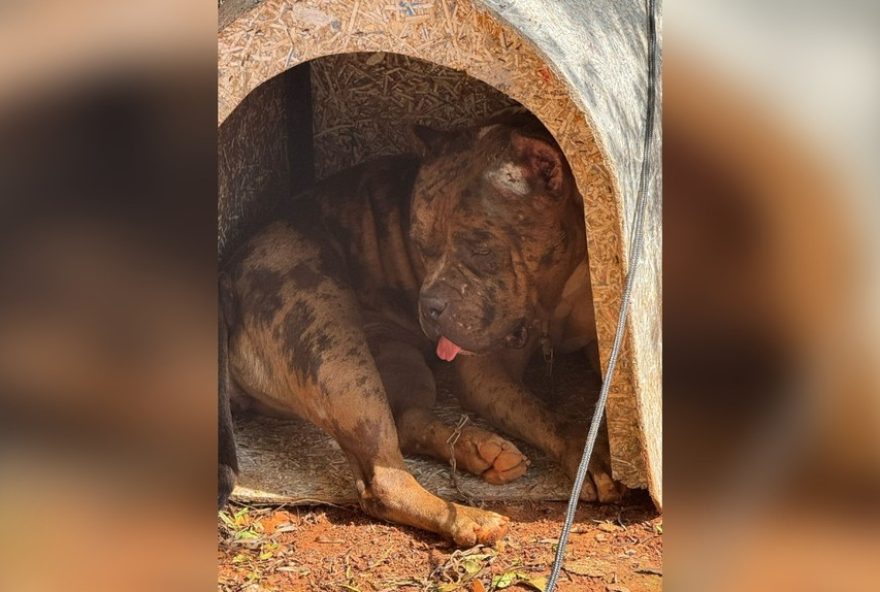 pitbulls-resgatados-em-situacao-de-maus-tratos-e-tutor-preso-em-itapetininga3A-veja-detalhes