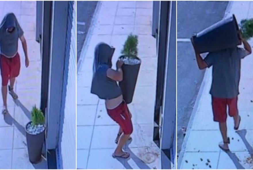 planta-furtada-em-loja-de-tiangua3A-comunidade-se-une-na-recuperacao-do-item-roubado