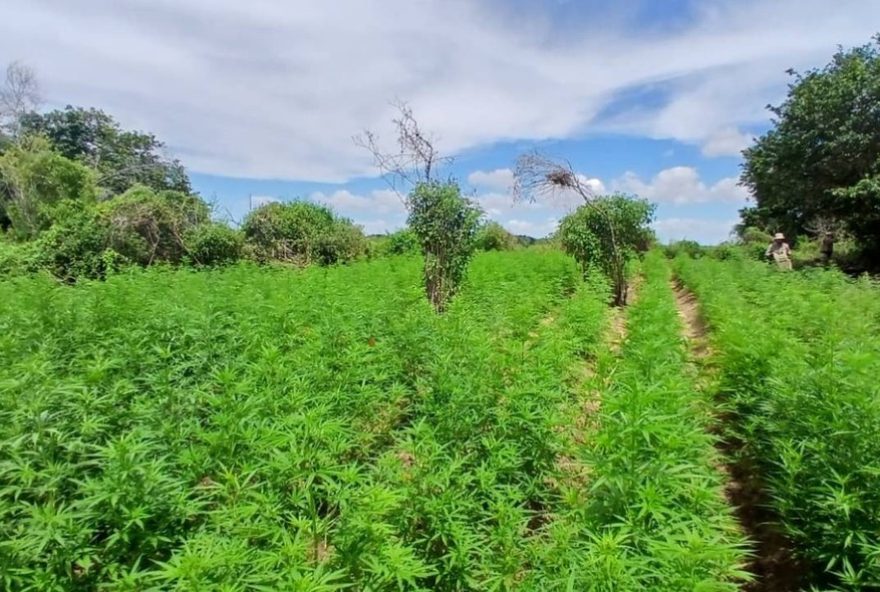 plantacao-de-maconha-com-45-mil-pes-e-destruida-na-bahia plantacao-de-maconha-com-45-mil-pes-e-destruida-na-bahia