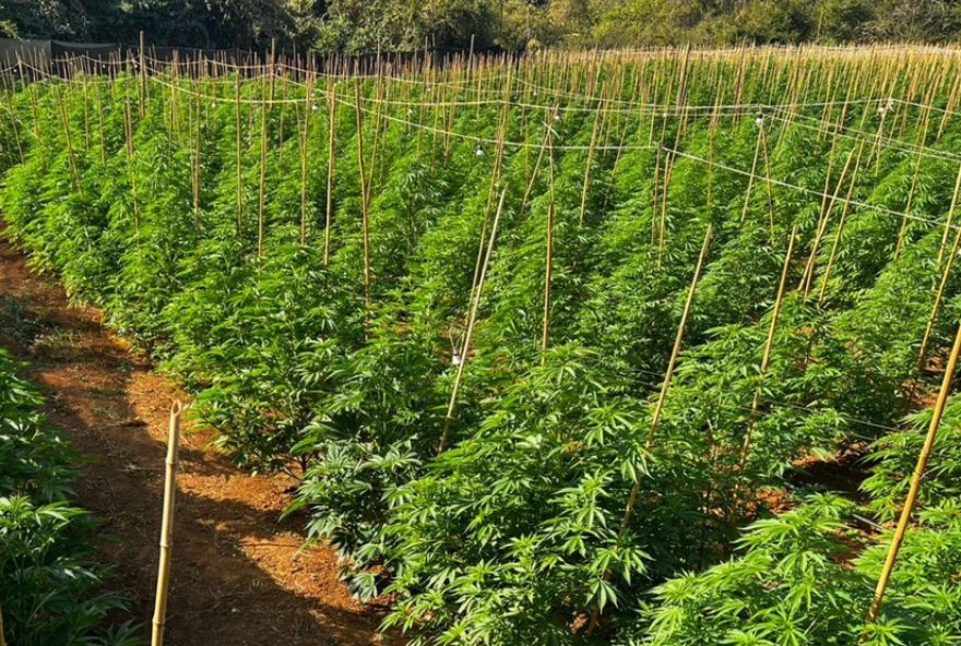 plantacao-de-maconha-com-6-mil-pes-e-descoberta-em-fazenda-no-interior-de-minas
