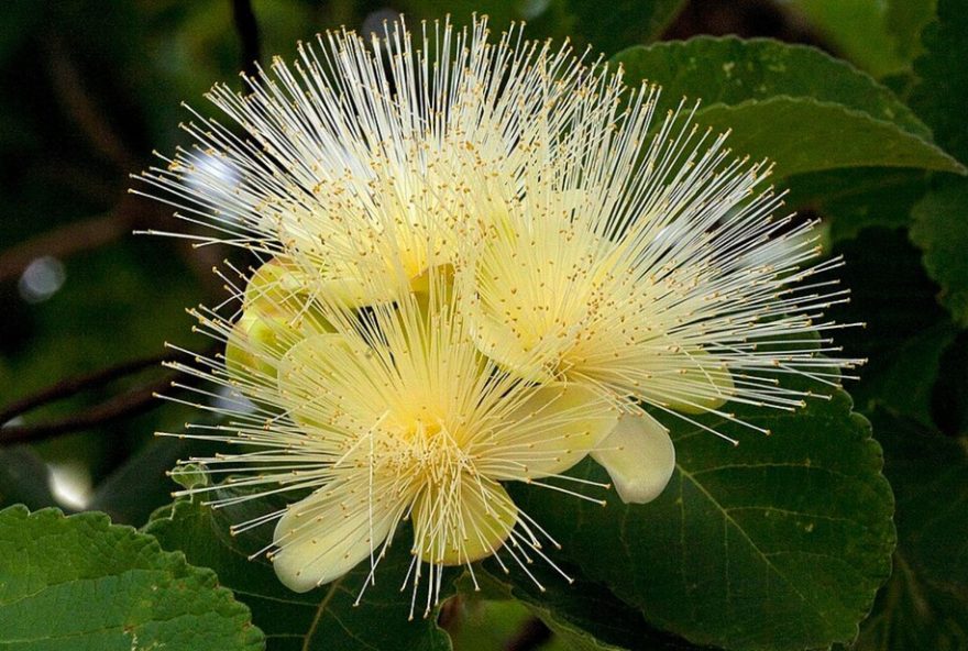 plantas-medicinais-do-cerrado-em-risco-de-extincao-ate-20603A-estudo-adverte-sobre-impactos-das-mudancas-climaticas