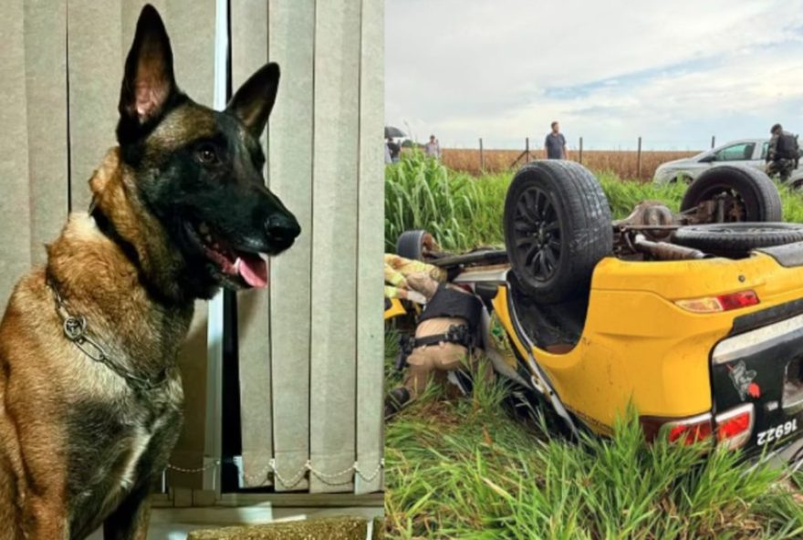 pm-que-morreu-em-acidente-transportava-caes-policiais-no-parana3B-animais-estao-bem pm-que-morreu-em-acidente-transportava-caes-policiais-no-parana3B-animais-estao-bem