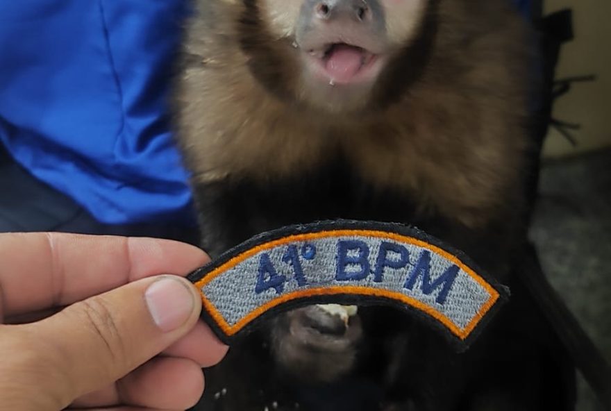 pm-resgata-macaco-prego-escondido-em-moto-usada-por-suspeitos-em-perseguicao-no-colegio3A-acao-da-policia-no-rio-de-janeiro pm-resgata-macaco-prego-escondido-em-moto-usada-por-suspeitos-em-perseguicao-no-colegio3A-acao-da-policia-no-rio-de-janeiro